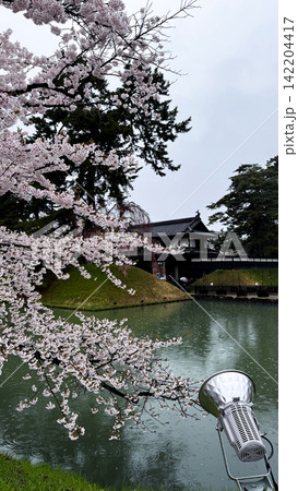 Cherry Blossoms Along the Historic Moat of Hirosaki Castle 142204417