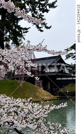 Red Bridge and Cherry Blossoms in Hirosaki Castle Park 142204418