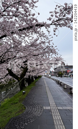 Pink Sakura Trees Reflected in Calm Castle Moat Water 142204419