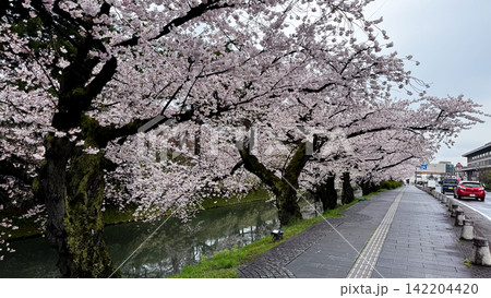 Cherry Blossoms Along the Historic Moat of Hirosaki Castle 142204420