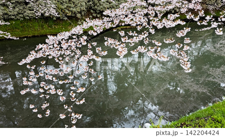 Red Bridge and Cherry Blossoms in Hirosaki Castle Park 142204424