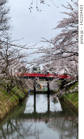 Pink Sakura Trees Reflected in Calm Castle Moat Water 142204483