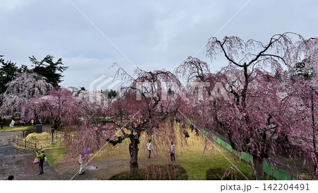 Close View of Hirosaki Castle and Cherry Blossoms 142204491