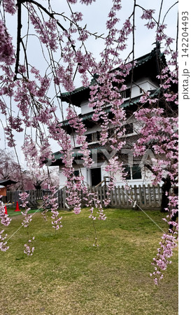 Hirosaki Castle Framed by Weeping Cherry Blossoms in Spring 142204493