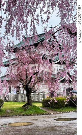 Close View of Hirosaki Castle and Cherry Blossoms 142204497