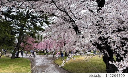 Visitors Walking Beneath Cherry Blossoms in Hirosaki Park 142204500