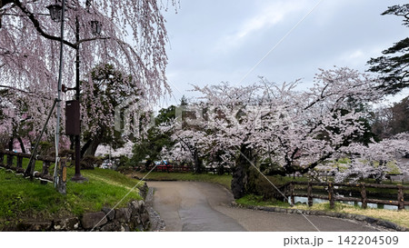 Visitors Walking Beneath Cherry Blossoms in Hirosaki Park 142204509