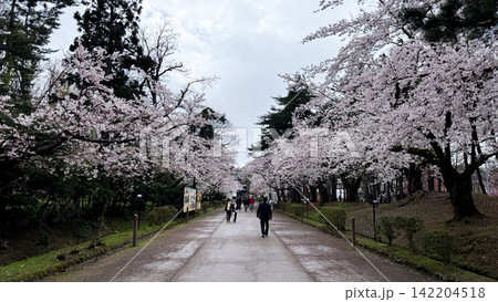Delicate Sakura Branches Blooming in Hirosaki Castle Park 142204518