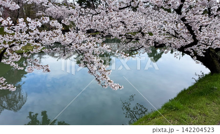 Cherry Blossoms Reflected in the Calm Moat of Hirosaki Castle 142204523