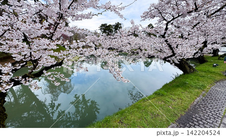 Delicate Sakura Branches Blooming in Hirosaki Castle Park 142204524