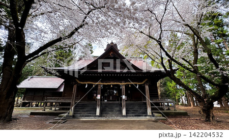 Traditional Japanese Shrine Surrounded by Cherry Blossoms 142204532
