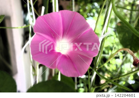 夏の庭の花「朝顔」あさがお：花壇の花：あさがお屋敷 142204601