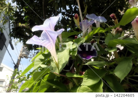 夏の庭の花「朝顔」あさがお:花壇の花:あさがお屋敷 夏の庭の花「朝顔」あさがお:花壇の花:あさがお屋敷 142204605
