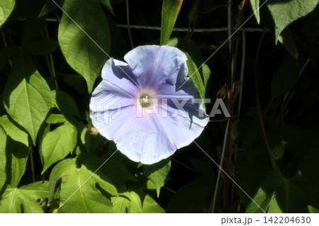 夏の庭の花「朝顔」あさがお:花壇の花:あさがお屋敷 夏の庭の花「朝顔」あさがお:花壇の花:あさがお屋敷 142204630