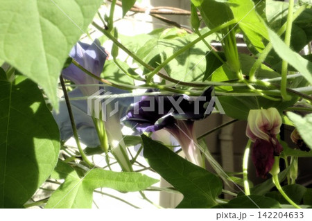 夏の庭の花「朝顔」あさがお:花壇の花:あさがお屋敷 夏の庭の花「朝顔」あさがお:花壇の花:あさがお屋敷 142204633