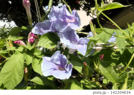 夏の庭の花「朝顔」あさがお:花壇の花:あさがお屋敷 夏の庭の花「朝顔」あさがお:花壇の花:あさがお屋敷 142204634