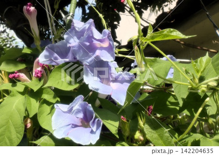 夏の庭の花「朝顔」あさがお：花壇の花：あさがお屋敷 142204635