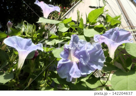 夏の庭の花「朝顔」あさがお:花壇の花:あさがお屋敷 夏の庭の花「朝顔」あさがお:花壇の花:あさがお屋敷 142204637