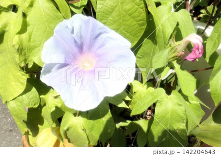 夏の庭の花「朝顔」あさがお:花壇の花:あさがお屋敷 夏の庭の花「朝顔」あさがお:花壇の花:あさがお屋敷 142204643
