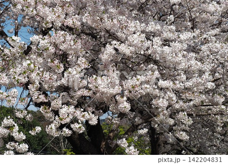 福岡城址の満開の桜の大木 福岡城址の満開の桜の大木 142204831