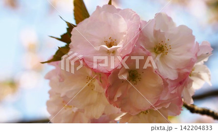 福岡城址の桜の花をアップで撮りました 福岡城址の桜の花をアップで撮りました 142204833