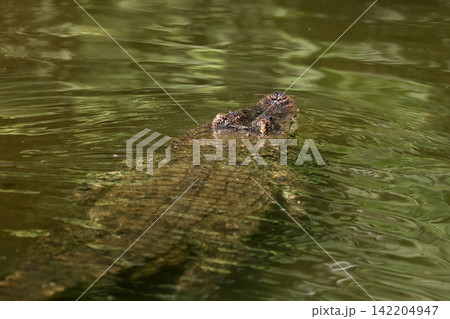 Crocodile Eyes and Nostrils Above Water Surface in Green Pond Top View 142204947