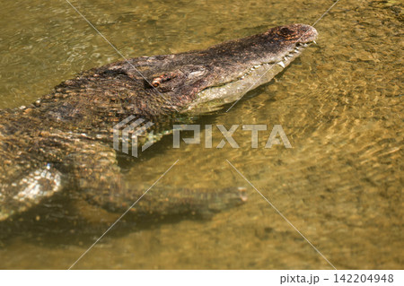 Crocodile Head Submerged in Golden Murky Water with Teeth Visible Top View 142204948