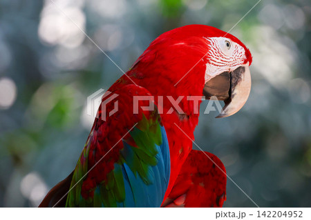 Green Winged Macaw Portrait with Curved Beak and Red Feathers Close Up Green Winged Macaw Portrait with Curved Beak and Red Feathers Close Up 142204952