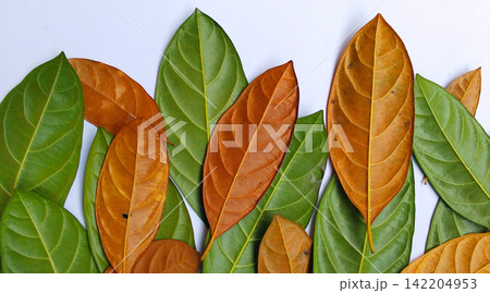 Fresh green jackfruit leaves and dried brown jackfruit leaves. Fresh green jackfruit leaves and dried brown jackfruit leaves. 142204953