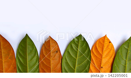 A row of jackfruit leaves alternating between green and orange. 142205001