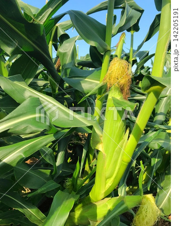 畑で大きく育つ収穫前のとうもろこし 畑で大きく育つ収穫前のとうもろこし 142205191