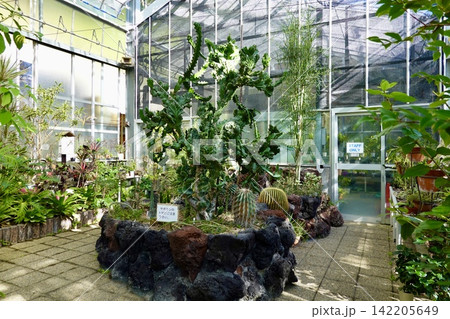 五月山緑地都市緑化植物園 温室の中のサボテンの風景 大阪府池田市 五月山緑地都市緑化植物園 温室の中のサボテンの風景 大阪府池田市 142205649