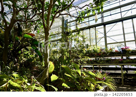 五月山緑地都市緑化植物園 温室の中の植物越しにガラスの外を見た風景 大阪府池田市 五月山緑地都市緑化植物園 温室の中の植物越しにガラスの外を見た風景 大阪府池田市 142205653