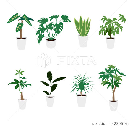 観葉植物のイラストセット 142206162
