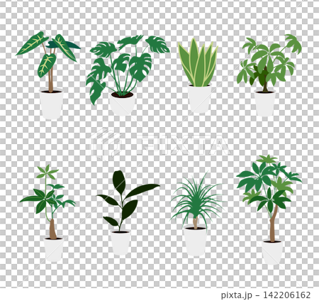 観葉植物のイラストセット 142206162