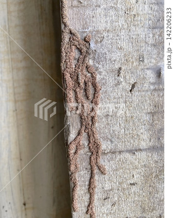 Termite Mud Tube on Wooden Surface 142206233