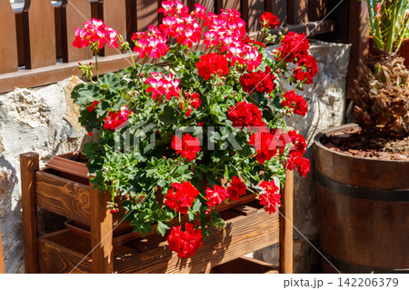 Beautiful geranium flowers in a flower pot Beautiful geranium flowers in a flower pot 142206379