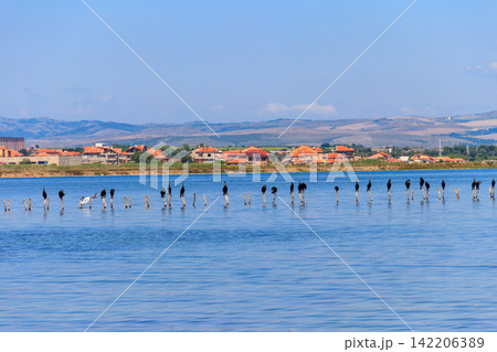 Flock of great cormorants (Phalacrocorax carbo) perched on a wooden poles at Pomorie salt lake in Bulgaria Flock of great cormorants (Phalacrocorax carbo) perched on a wooden poles at Pomorie salt lake in Bulgaria 142206389