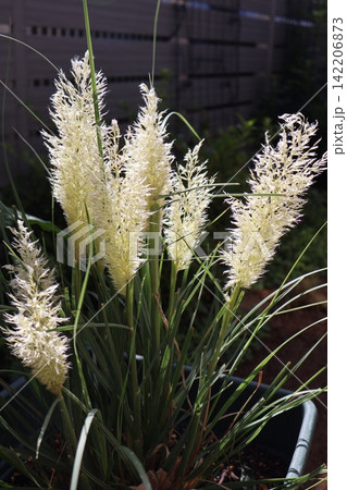 矮性のミニパンパスグラスの花穂 矮性のミニパンパスグラスの花穂 142206873