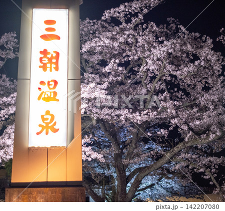 満開の夜桜 三朝温泉 満開の夜桜 三朝温泉 142207080