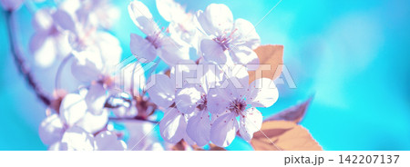 Blooming orchard. Cherry tree branch with flowers on a spring sunny day Blooming orchard. Cherry tree branch with flowers on a spring sunny day 142207137