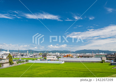 淀川沿いの田園風景 大阪府高槻市 淀川沿いの田園風景 大阪府高槻市 142207209