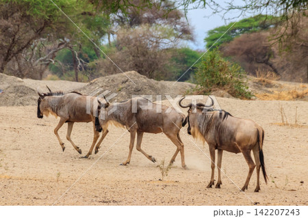 Herd of blue wildebeest (Connochaetes taurinus) in Tarangire National Park, Tanzania Herd of blue wildebeest (Connochaetes taurinus) in Tarangire National Park, Tanzania 142207243