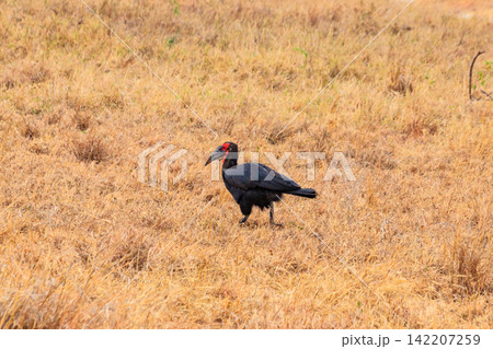 Southern Ground hornbill (Bucorvus leadbeateri) in dry grass in Tarangire national park, Tanzania 142207259