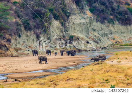 Herd of african elephants at the Tarangire river in Tarangire National Park, Tanzania Herd of african elephants at the Tarangire river in Tarangire National Park, Tanzania 142207263