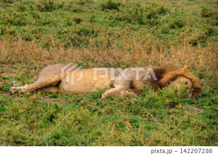 Lion (Panthera leo) sleeping on grass in savannah in Serengeti National Park, Tanzania Lion (Panthera leo) sleeping on grass in savannah in Serengeti National Park, Tanzania 142207286