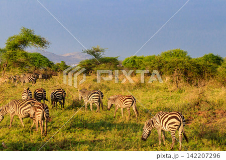 Herd of zebras in savanna in Serengeti national park in Tanzania. Wildlife of Africa 142207296