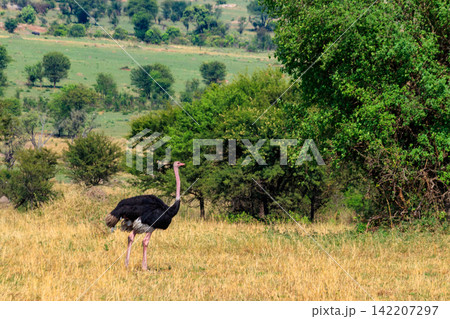 Male ostrich (Struthio camelus) in savanna in Serengeti National park in Tanzania. Wildlife of Africa Male ostrich (Struthio camelus) in savanna in Serengeti National park in Tanzania. Wildlife of Africa 142207297