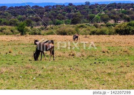 Herd of blue wildebeest (Connochaetes taurinus) in savannah in Serengeti national park in Tanzania. Great migration Herd of blue wildebeest (Connochaetes taurinus) in savannah in Serengeti national park in Tanzania. Great migration 142207299