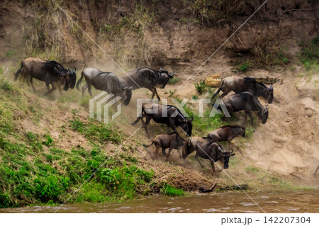 Nile crocodile hunting wildebeest, while they crossing the Mara river in Serengeti national park, Tanzania. Great migration 142207304